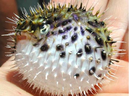 春江水暖鸭先知节气,春江水暖鸭先知是哪个季节