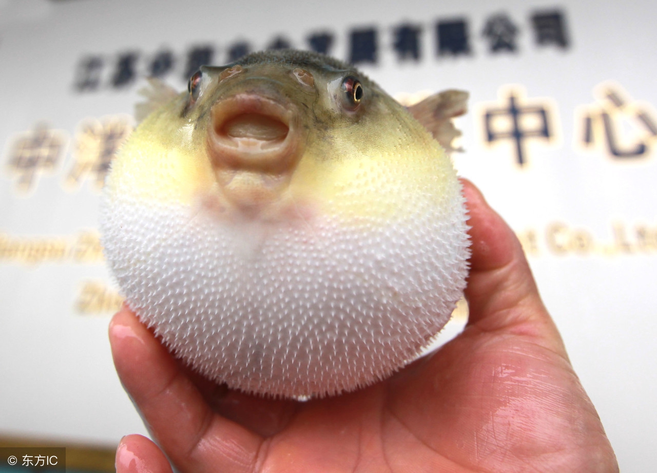 春江水暖鸭先知节气,春江水暖鸭先知是哪个季节