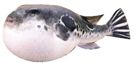 春江水暖鸭先知节气,春江水暖鸭先知是哪个季节