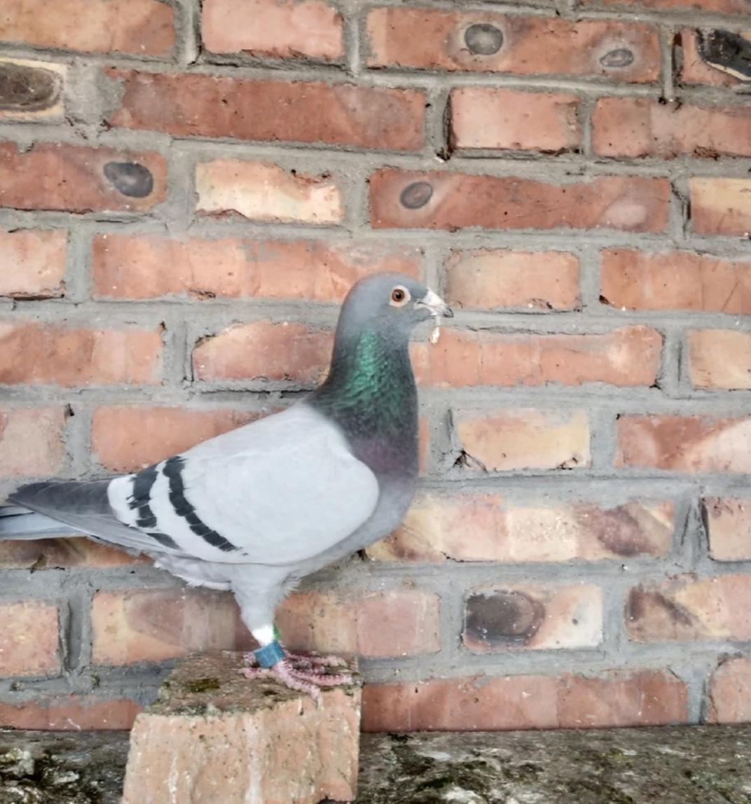 鸽巢要修在什么地方好,幼鸽出壳多少天可以清理鸽窝