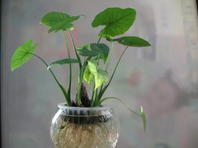 小孩手掌肿胀半夜疼严重,孩子有一只手背肿了