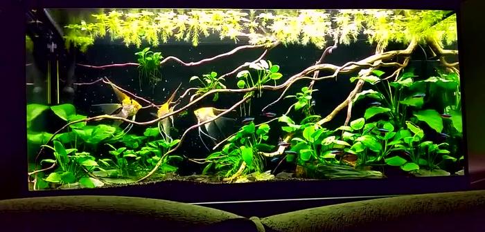 鱼缸摆放对风水的影响有哪些,鱼缸摆放在什么位置招财最好