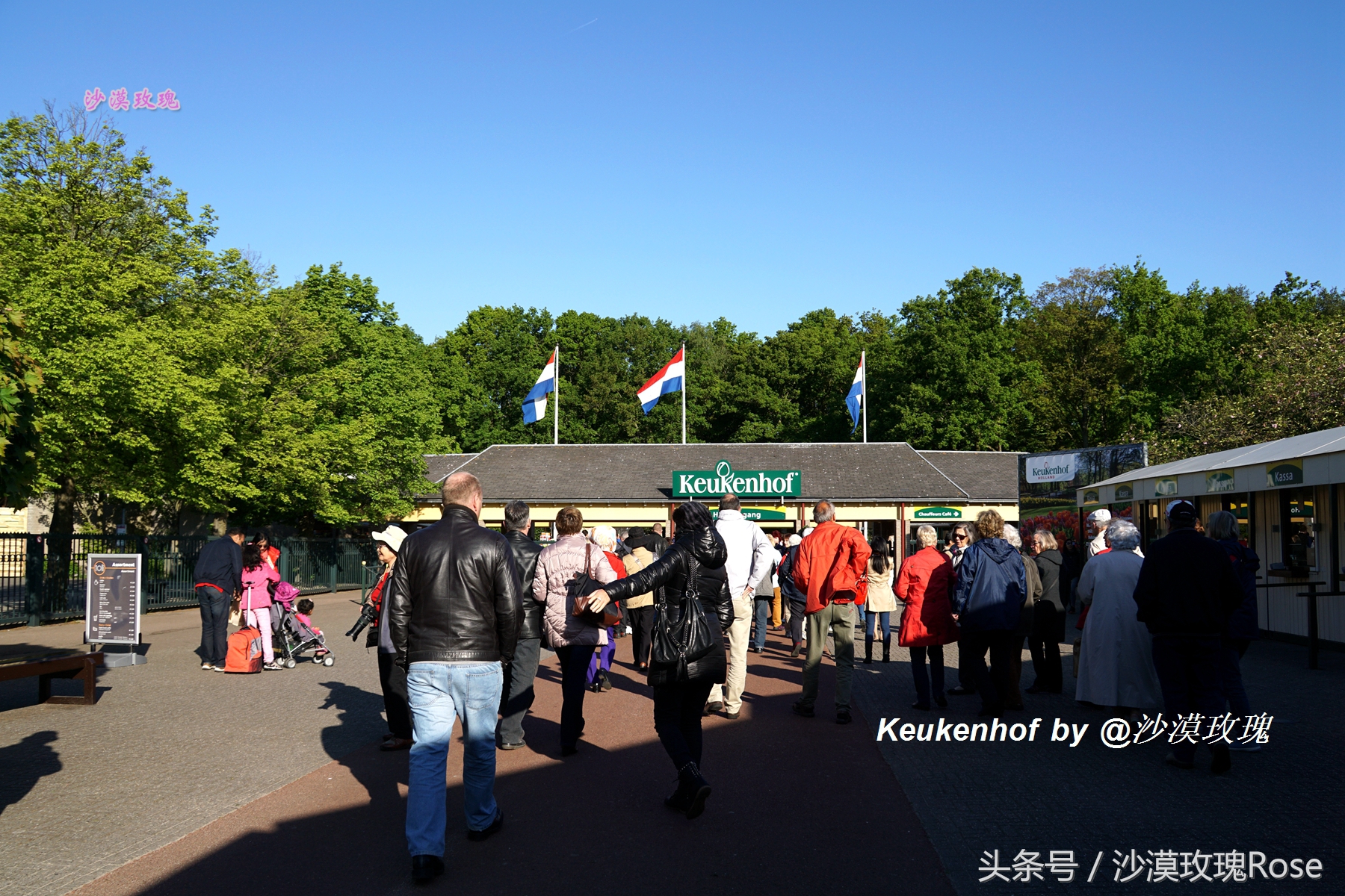荷兰哪里可以看到郁金香花海,荷兰的郁金香花图