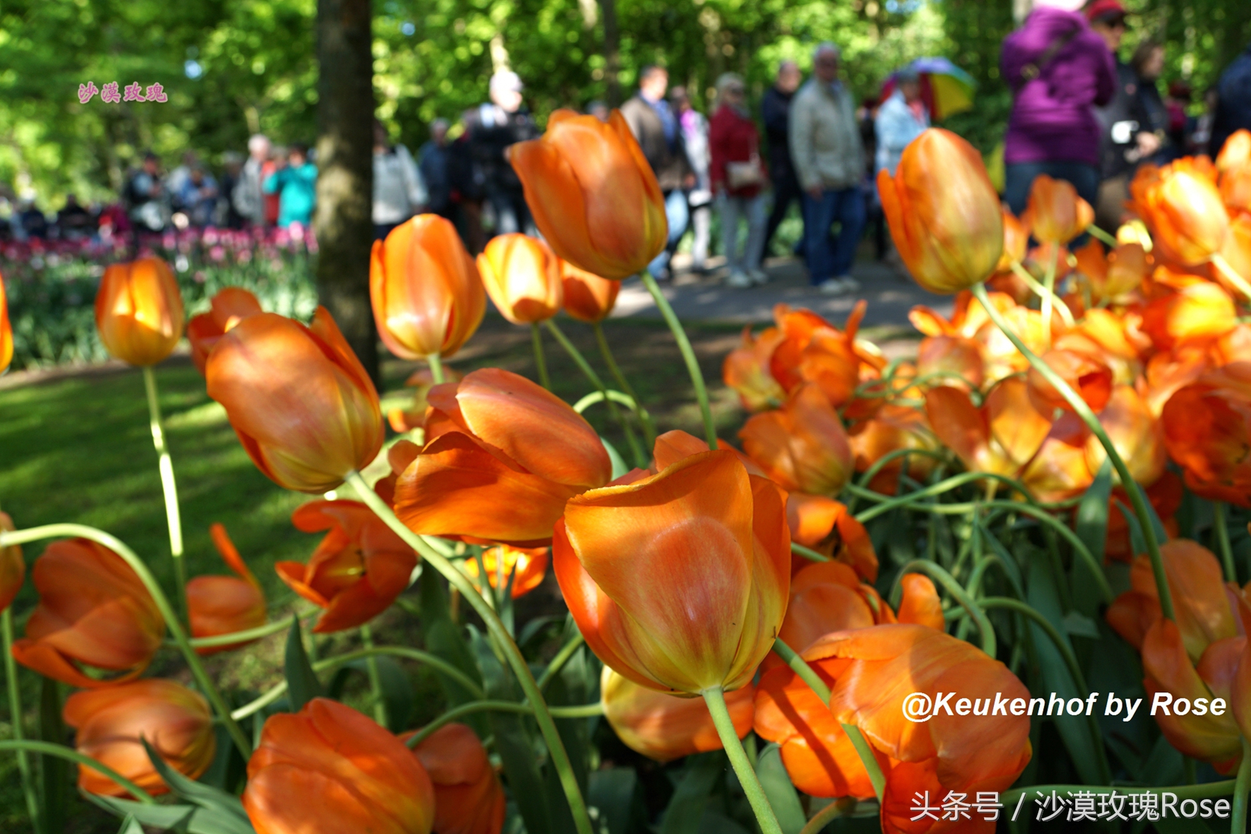 荷兰哪里可以看到郁金香花海,荷兰的郁金香花图