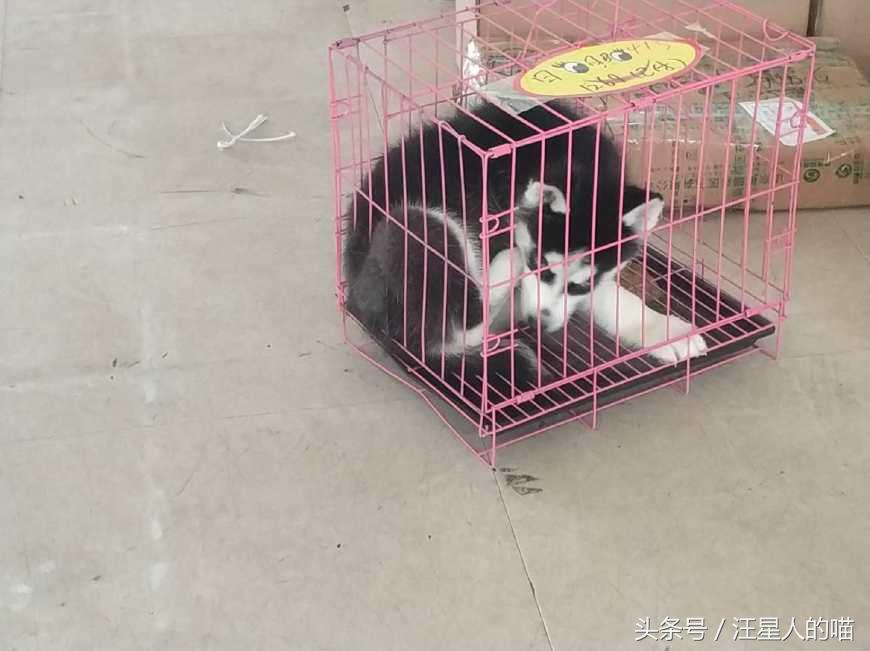 朋友花2K块从网上买了只哈士奇，才刚看到二哈朋友就打算退货！