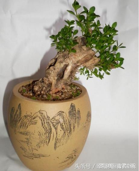 珍珠黄杨烂根怎么办,黄杨烂根枯枝怎么处理