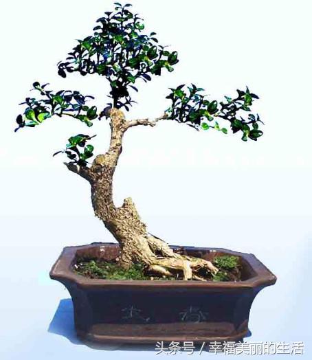 珍珠黄杨烂根怎么办,黄杨烂根枯枝怎么处理