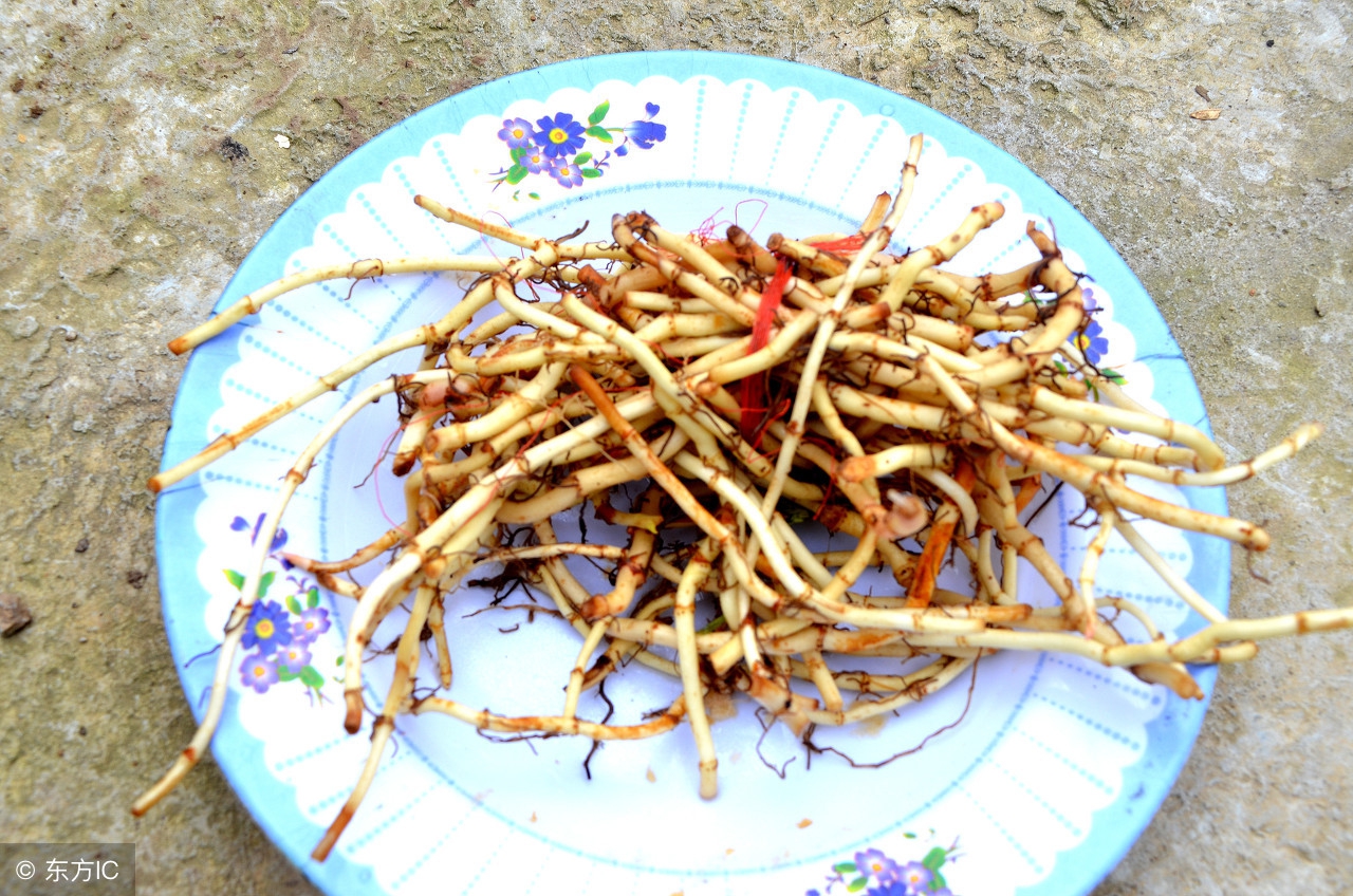 中医宝典：“鱼腥草”，清热解毒、消肿疗疮