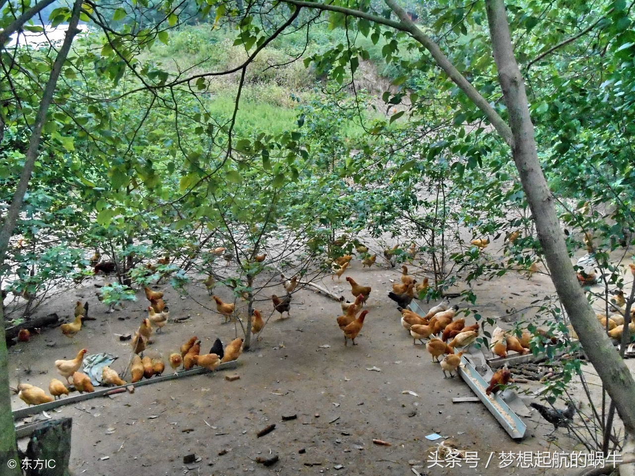 创业项目推荐适合农村小本生意,小本创业加盟代理低金额创业商机