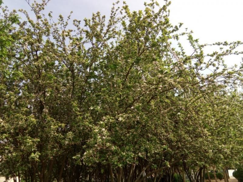 红辣椒全面屏手机,红辣椒手机的优缺点