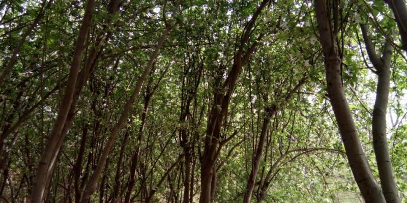 红辣椒全面屏手机,红辣椒手机的优缺点