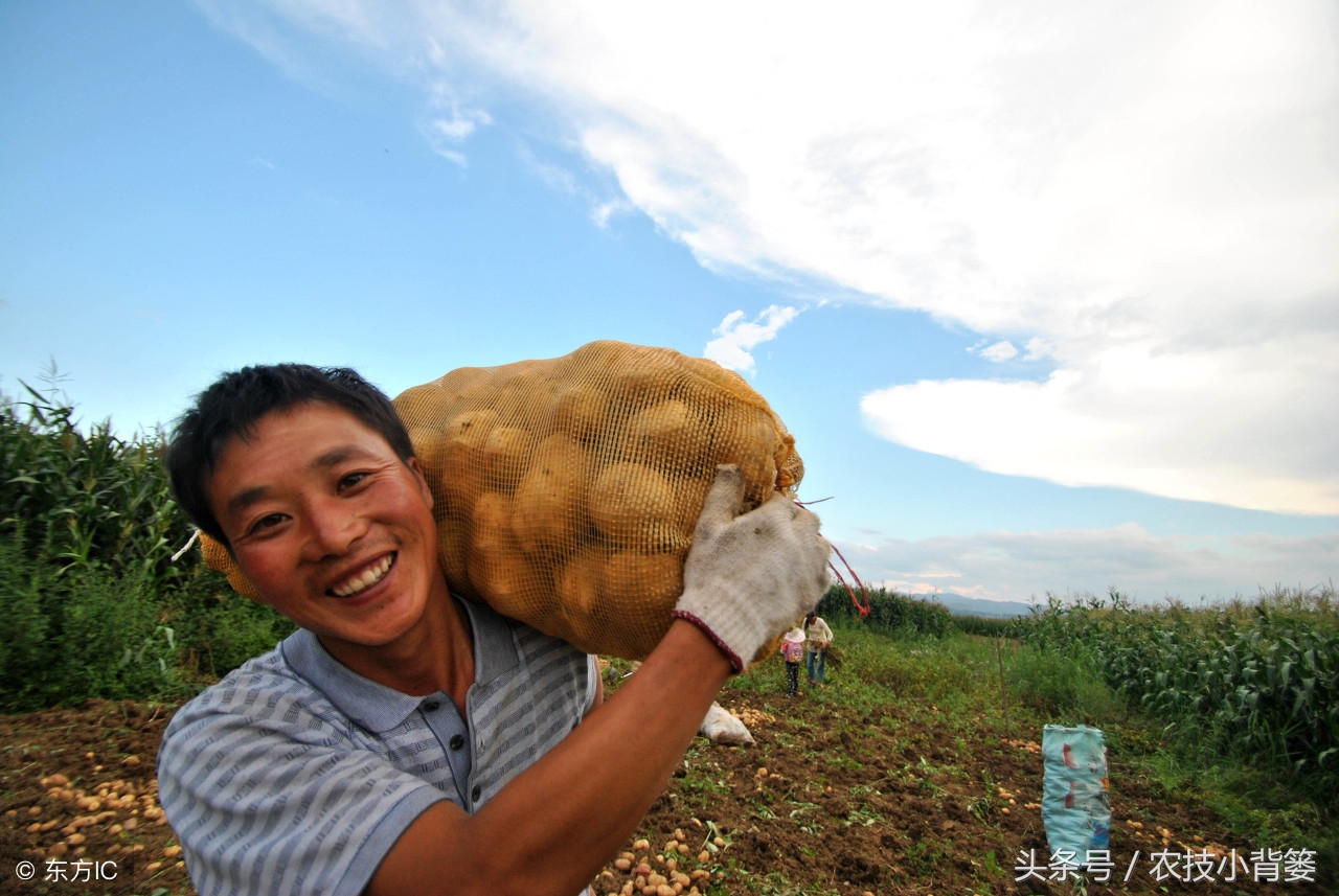 马铃薯生长多长时间就可收成,马铃薯什么季节种植品质好产量高