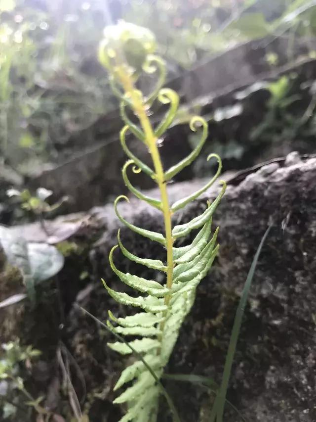 飞两千多公里，得到一座奇幻山林，一个温暖的家，一群有趣的人