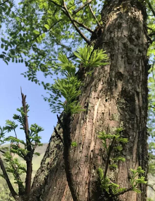 飞两千多公里，得到一座奇幻山林，一个温暖的家，一群有趣的人