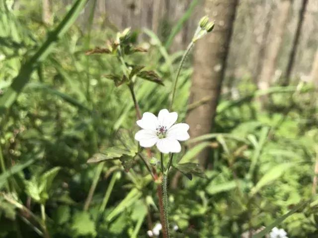 飞两千多公里，得到一座奇幻山林，一个温暖的家，一群有趣的人