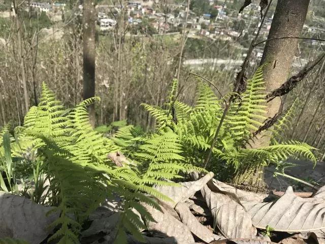 飞两千多公里，得到一座奇幻山林，一个温暖的家，一群有趣的人