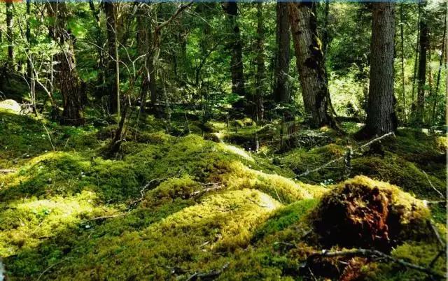 飞两千多公里，得到一座奇幻山林，一个温暖的家，一群有趣的人