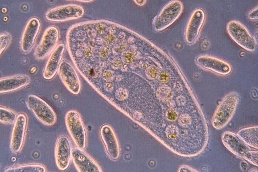 世界杯不允许喝啤酒吗,世界杯你拿什么喝啤酒