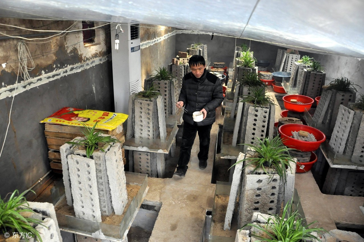 农村散养土鸡怎样做销售,鸡贩子收购土鸡怎么销售