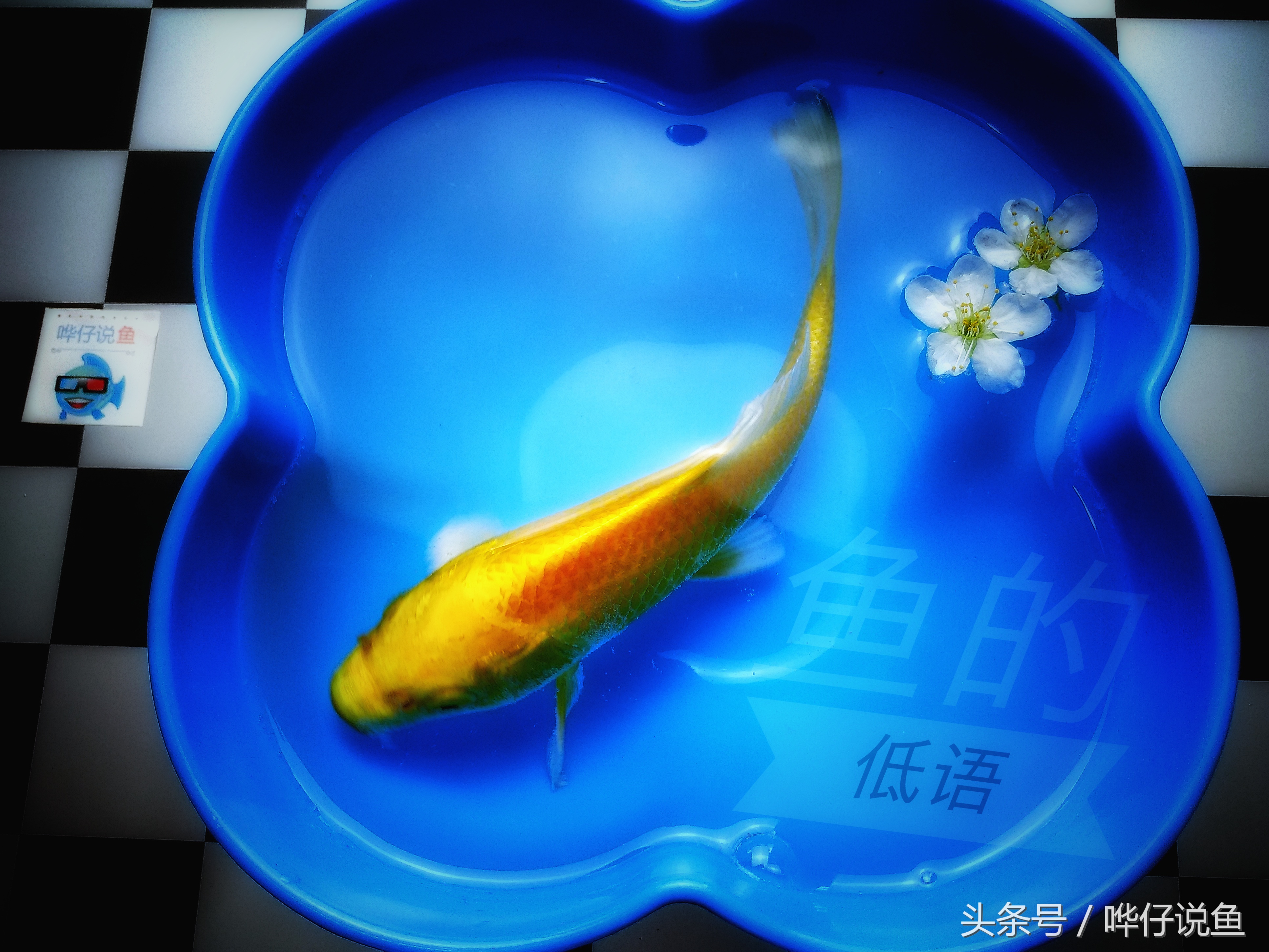 天冷观赏鱼硝化细菌怎么建立,观赏鱼怎样培养硝化细菌