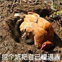 公鸡母鸡不带小鸡,公鸡没有鸡子吗