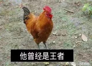 公鸡母鸡不带小鸡,公鸡没有鸡子吗