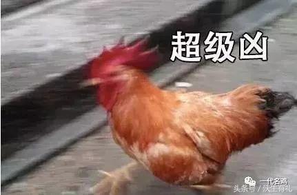 公鸡母鸡不带小鸡,公鸡没有鸡子吗