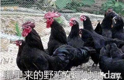 公鸡母鸡不带小鸡,公鸡没有鸡子吗