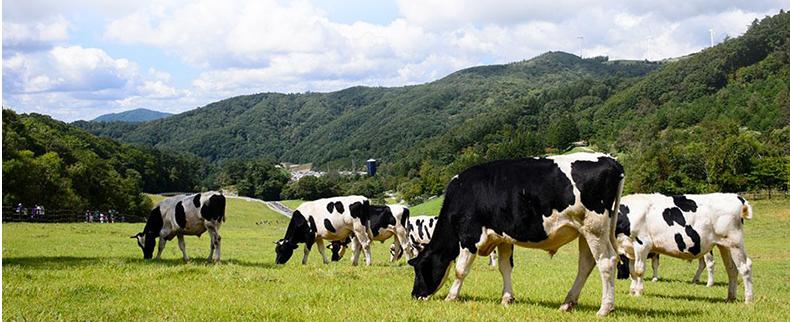 澳洲奶粉a2查出问题,澳洲a2奶粉检测