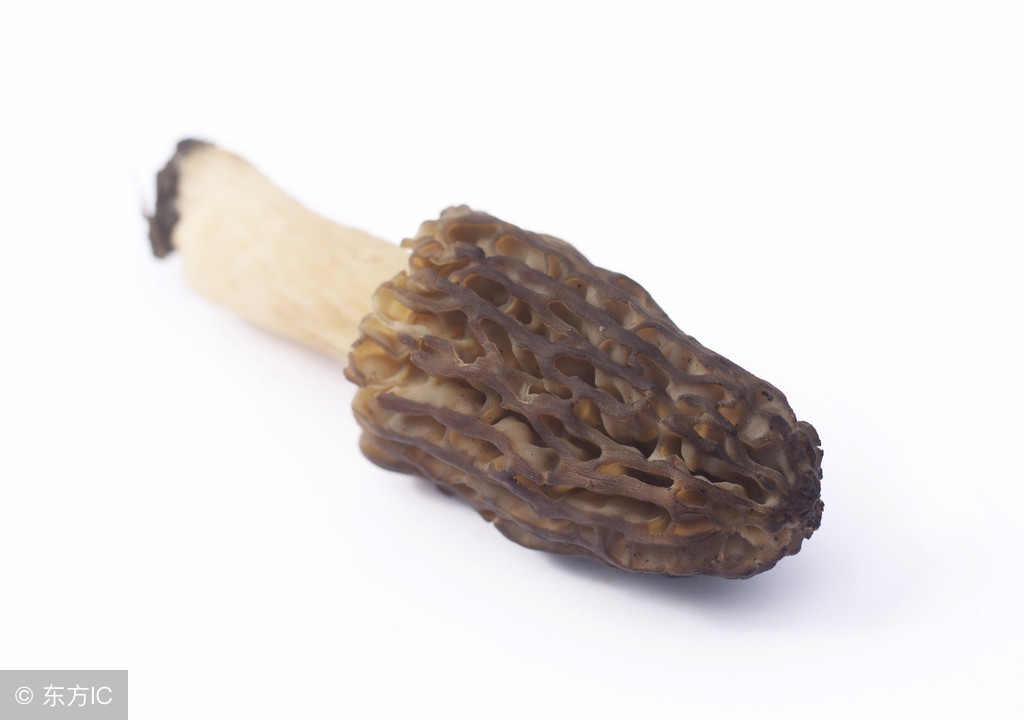 特级羊肚菌的药效与作用,名贵食材羊肚菌