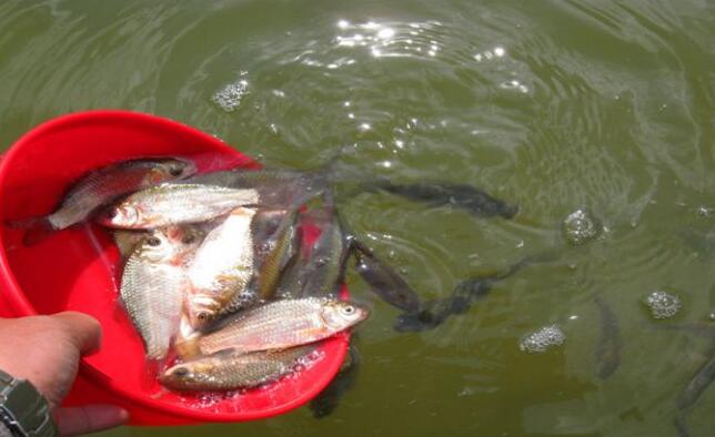 钓鱼快速铅怎么选,滑铅钓鱼到底好不好