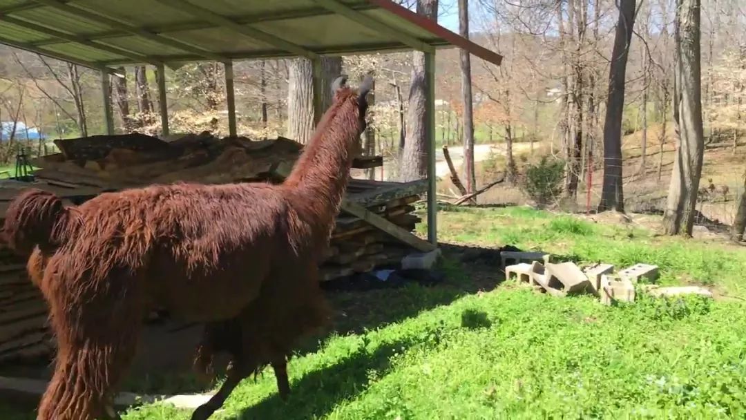 狗狗误闯300米,狗狗误闯鹿群