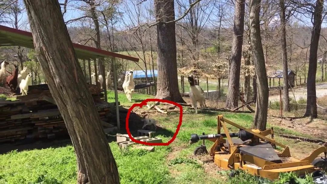 狗狗误闯300米,狗狗误闯鹿群