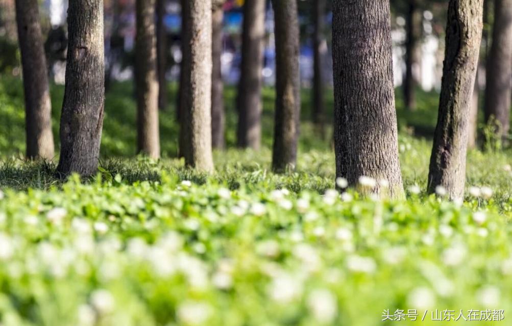 要火！去年刷爆朋友圈的温江紫薇园，今年要修长廊、观景台！