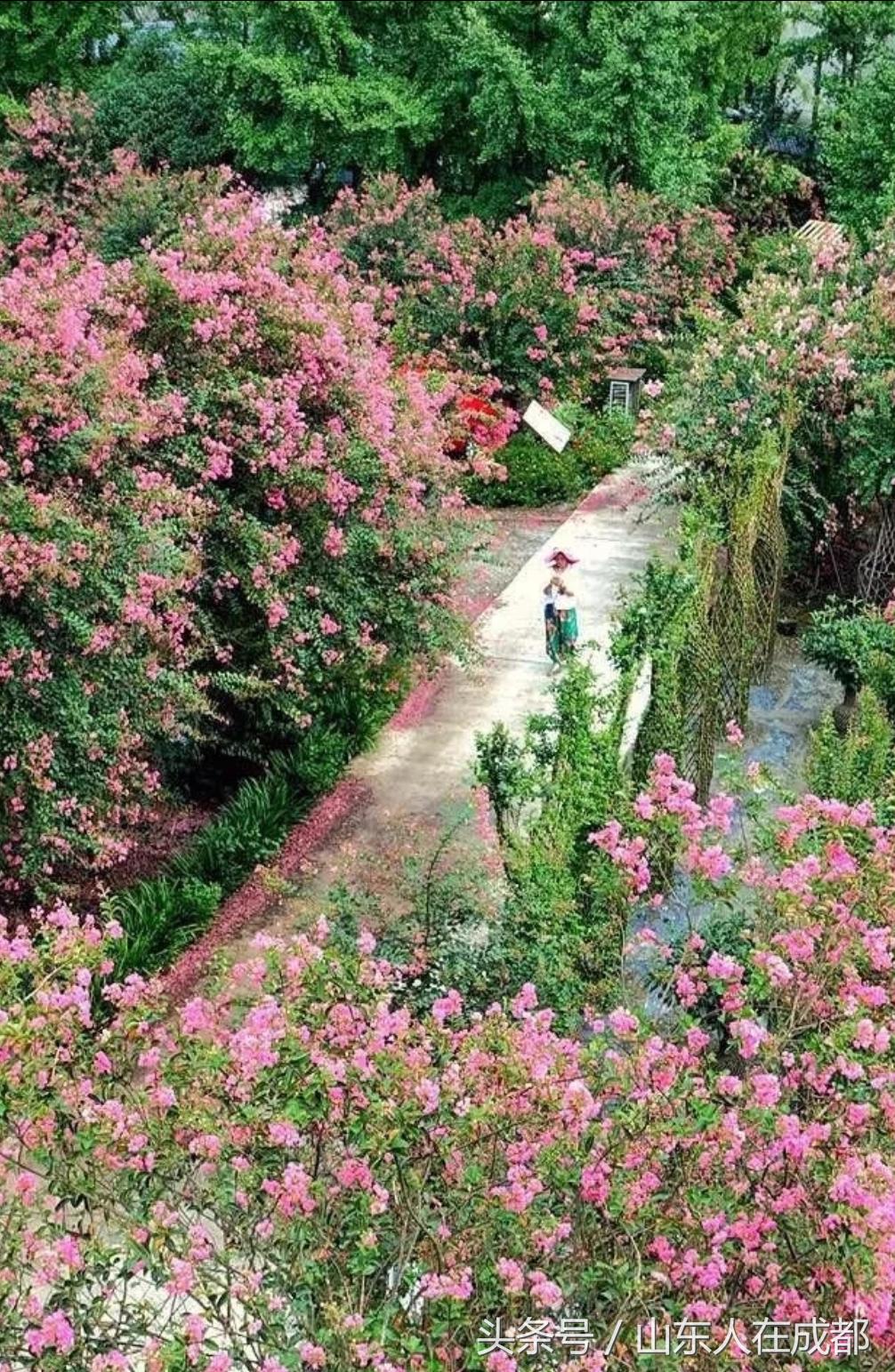 要火！去年刷爆朋友圈的温江紫薇园，今年要修长廊、观景台！