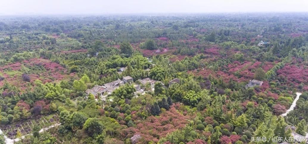 要火！去年刷爆朋友圈的温江紫薇园，今年要修长廊、观景台！