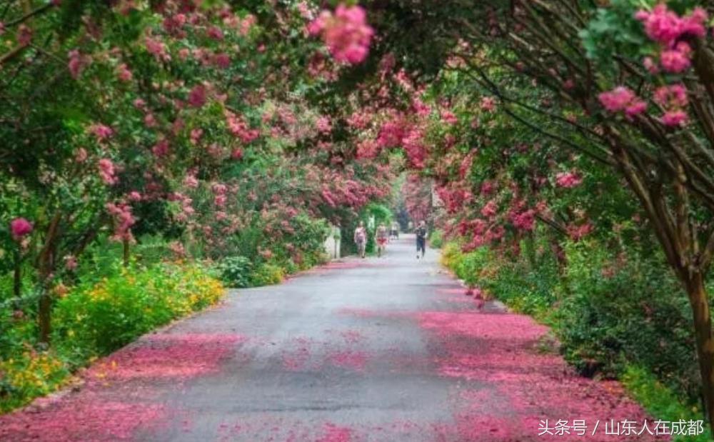 要火！去年刷爆朋友圈的温江紫薇园，今年要修长廊、观景台！