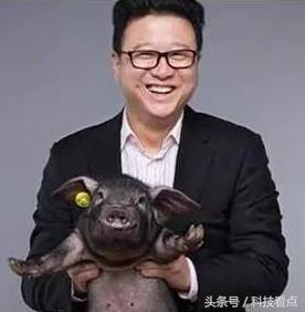 网易农业部养猪是真的吗?平头哥王兴不裁员你信吗?