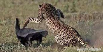 网易农业部养猪是真的吗?平头哥王兴不裁员你信吗?