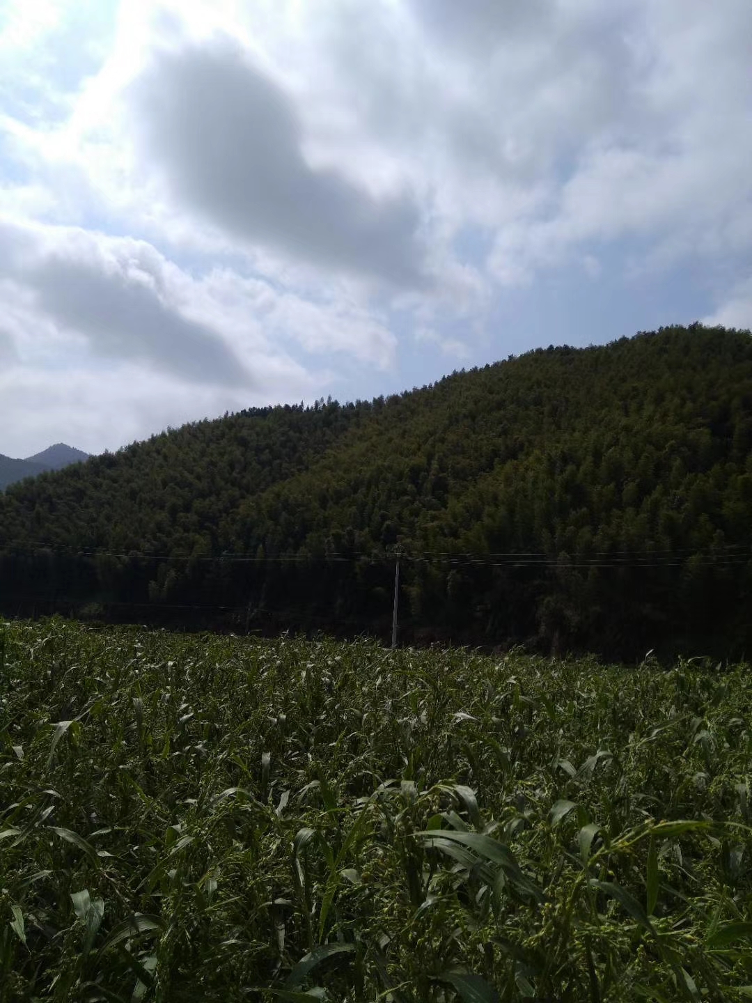 高山水库野钓鲤鱼,高山水库野钓