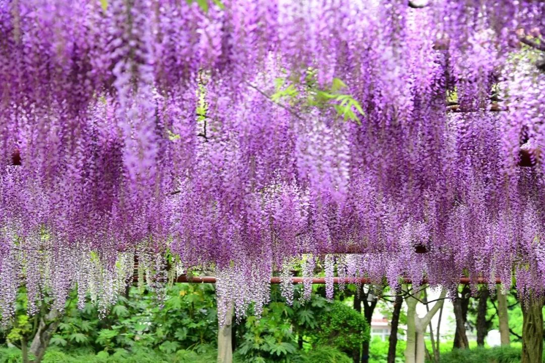 诗情画意赏紫藤（摄影：咖啡人生，整理编辑：知行摄旅行）