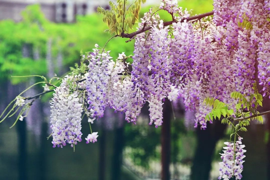 诗情画意赏紫藤（摄影：咖啡人生，整理编辑：知行摄旅行）