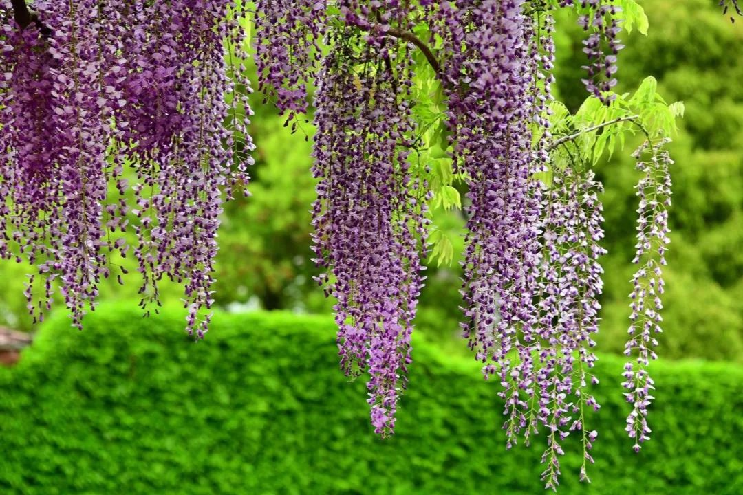 诗情画意赏紫藤（摄影：咖啡人生，整理编辑：知行摄旅行）