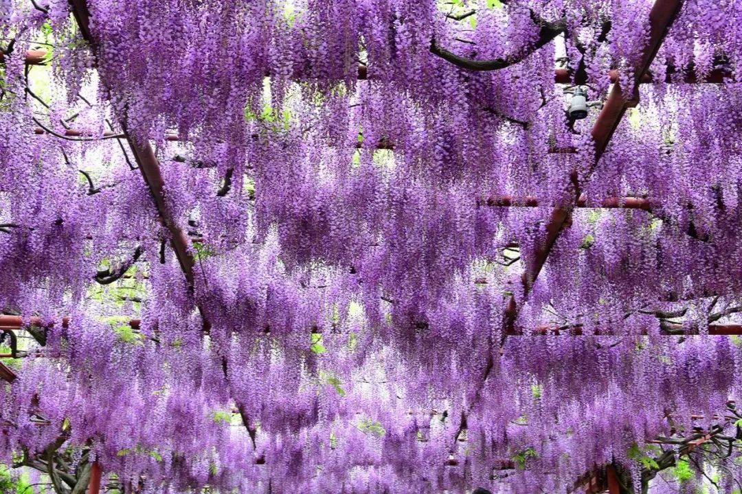 诗情画意赏紫藤（摄影：咖啡人生，整理编辑：知行摄旅行）