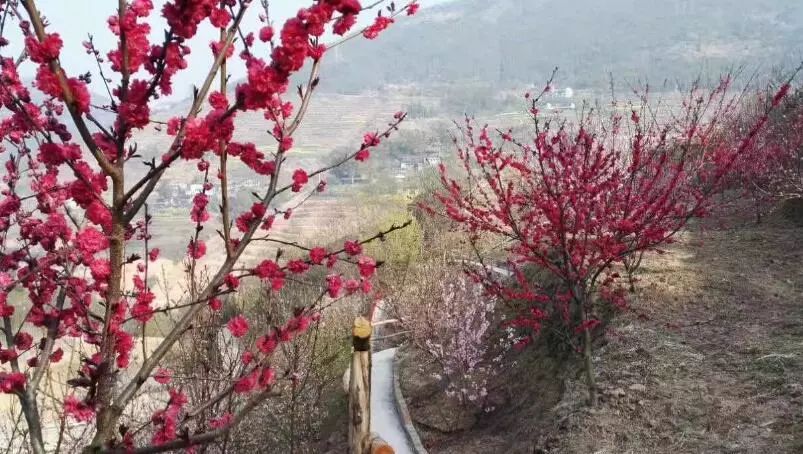 重庆风景让人一看心旷神怡的地方,秋日游重庆这里的景色别样好