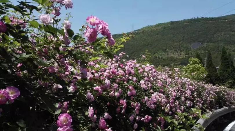 重庆风景让人一看心旷神怡的地方,秋日游重庆这里的景色别样好