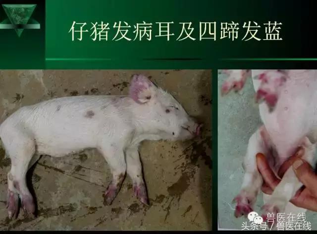 有图有真相——看猪病专家进行蓝耳病的现场诊断和详解!