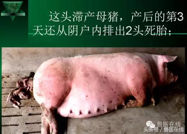 有图有真相——看猪病专家进行蓝耳病的现场诊断和详解!