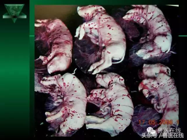 有图有真相——看猪病专家进行蓝耳病的现场诊断和详解!