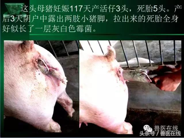 有图有真相——看猪病专家进行蓝耳病的现场诊断和详解!